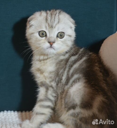 Вислоухие котята