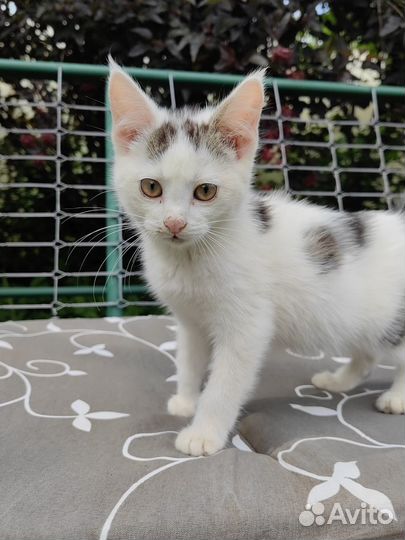Котенок в добрые руки