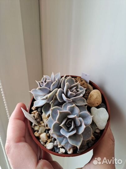 Букеты из суккулентов