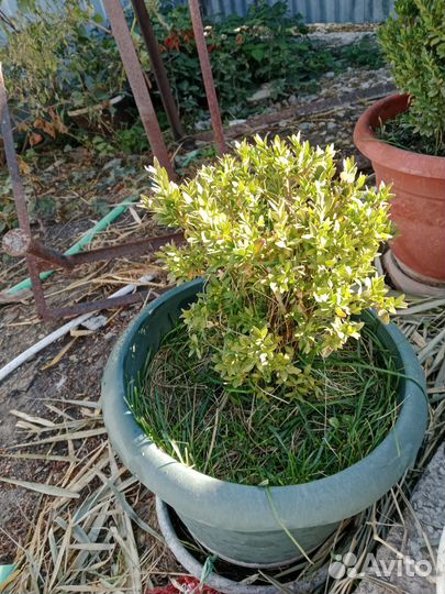 Садовые растения