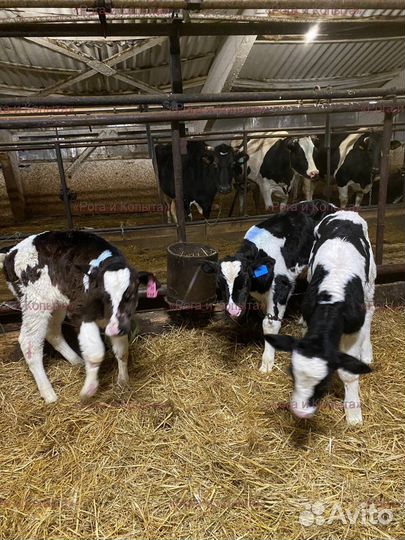 Телята мясной породы