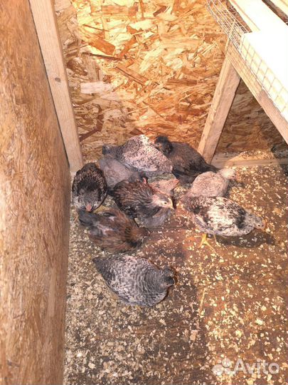 Молодые петушки