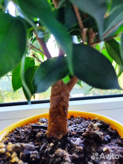 Фикус бенджамина
