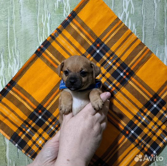 Щенок от чихуахуа