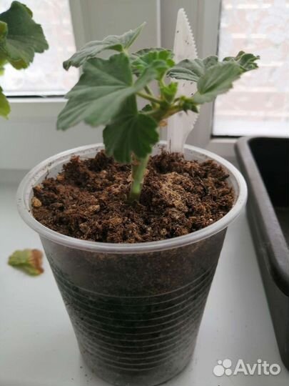 Герань пеларгония сортовая Saga