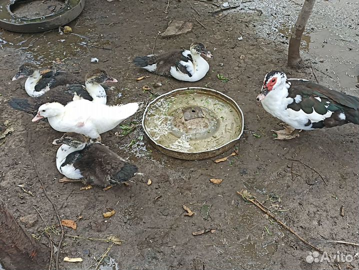 Домашние индоутки