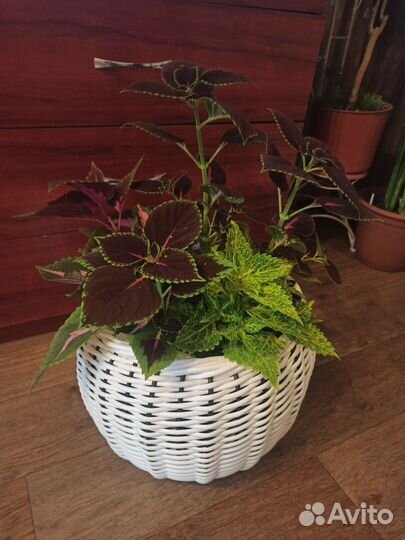 Кашпо для цветов