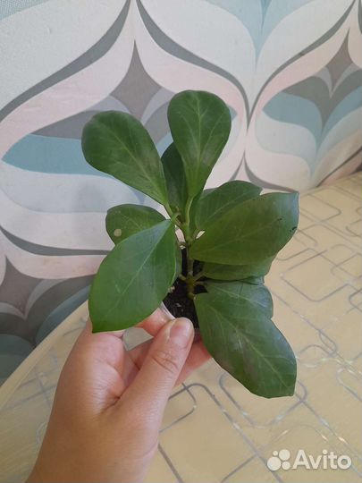 Хойя обскура