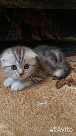 Продам милых котят