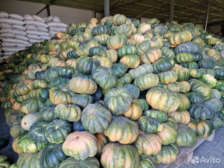 Тыква кормовая