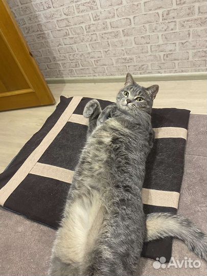 Сибирская кошечка