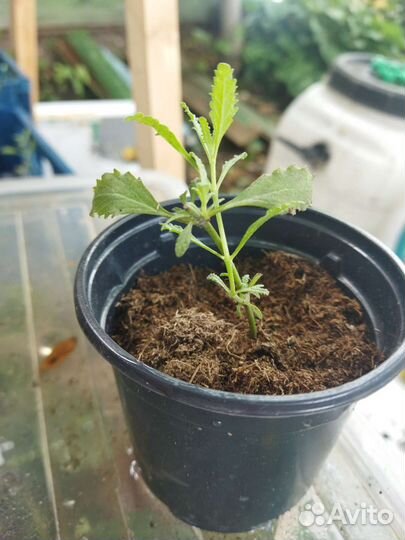 Перовския, лаванда, шалфей, котовник