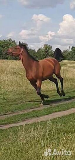 Арабские лошади