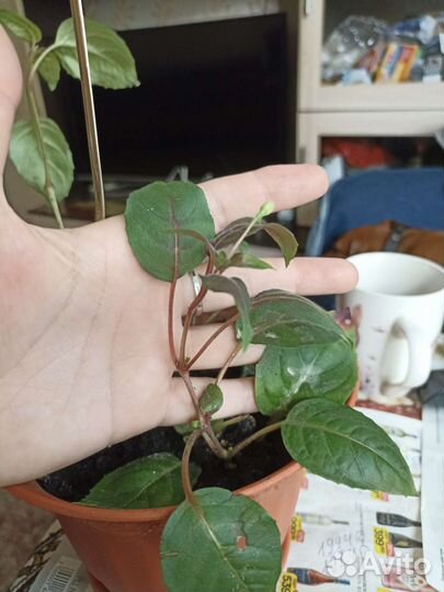 Комнатные цветы фуксия сортовая крупный цветок