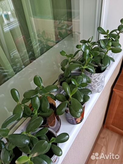 Крассула. Толстянка.Денежное дерево