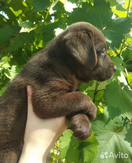 Щенки лабрадора