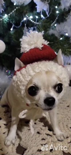 Передержка собак мелких и средних пород