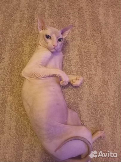 Кот.Донской сфинкс. Вязка