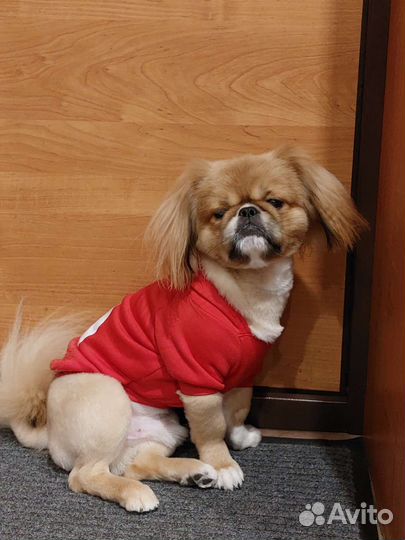 Вязка пекинес