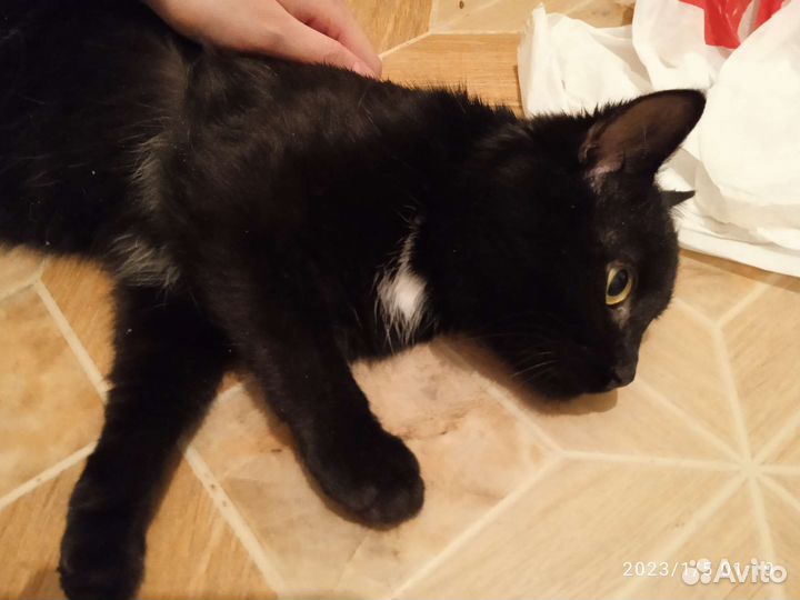 Котята в добрые руки даром