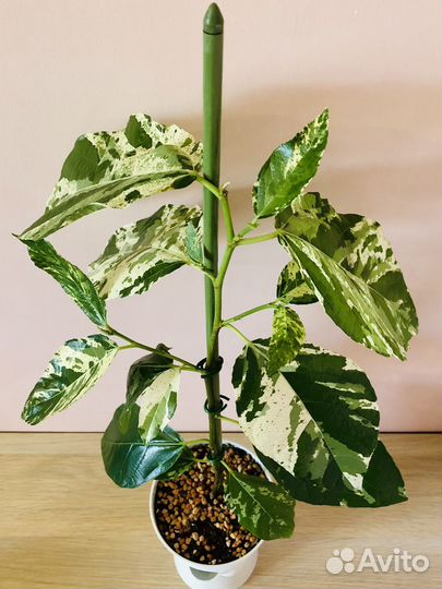 Фикус Эректа вариегатный и другие фикусы