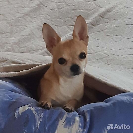 Вязка кобель чихуахуа