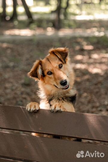 Собака из приюта ищет дом