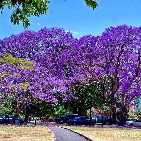 Продам саженцы Павловнии