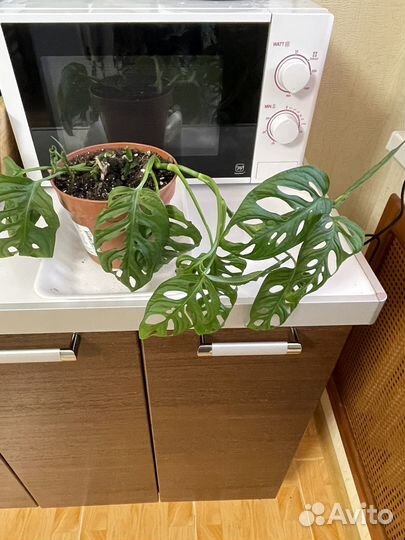 Монмтера Адансона