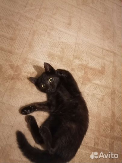 Котенок в добрые руки