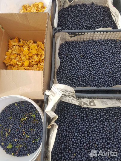 Черника сочная