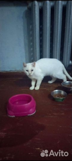 Отдам в добрые руки кошку стерилизованную