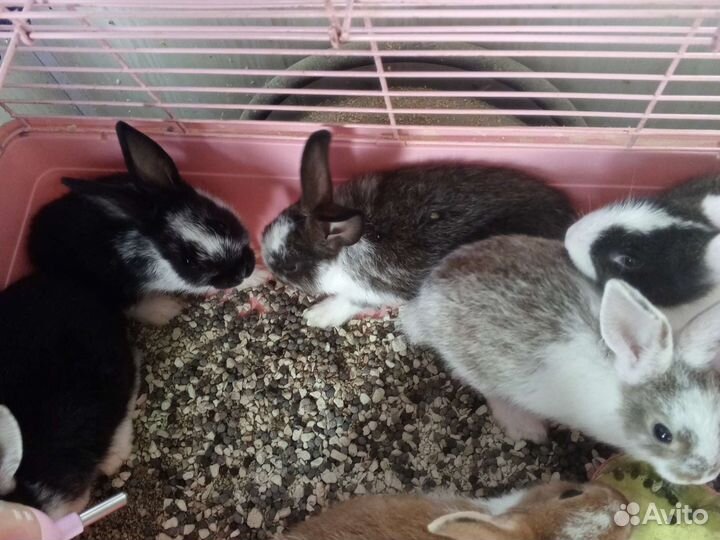 Декоративные кролики