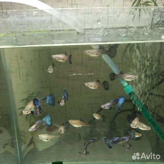 Аквариумные рыбки собственного разведения