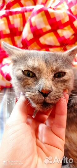 Кошка потеряшка