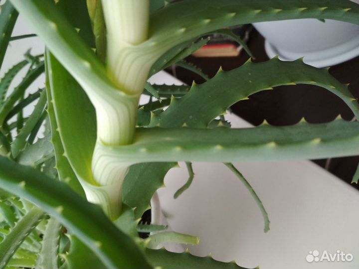 Алоэ (столетник) более 3 лет