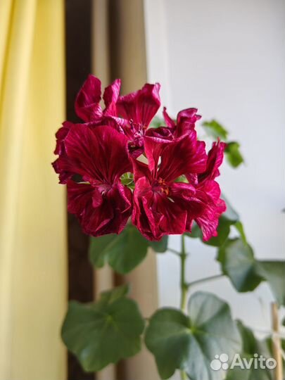 Пеларгония плющелистная