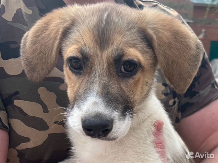 Отдам в хорошие руки щенка,девочка