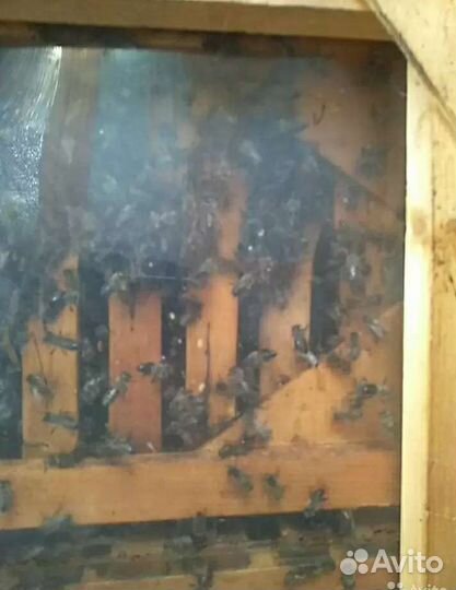 Пчела-павильон на ЗИЛ 131, кассетный