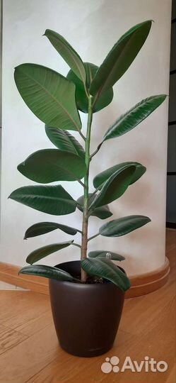 Фикус Робуста каучуконосный