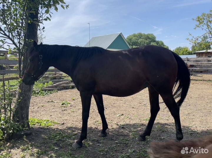 Лошадь жеребая с жеребенком