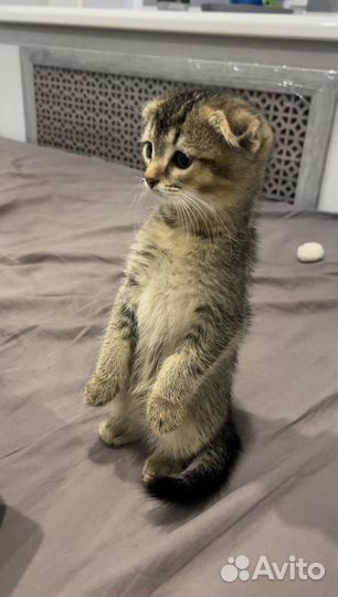 Шотландский котёнок девочка
