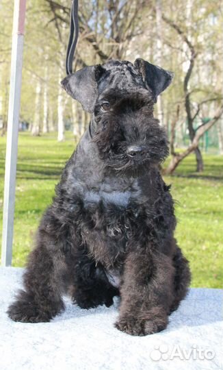 Щенок керри блю терьера сука