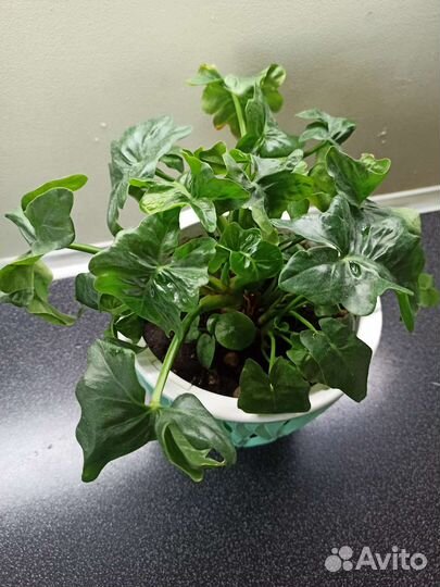 Филодендрон Атом