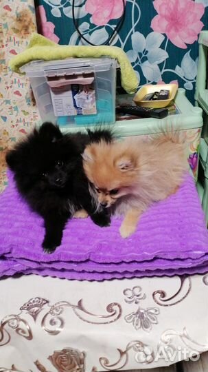 Померанский шпиц медвежьего типа