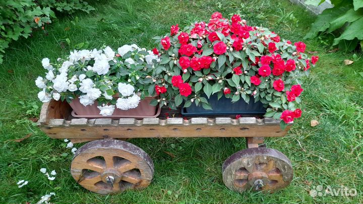 Бальзамин ампельный махровый