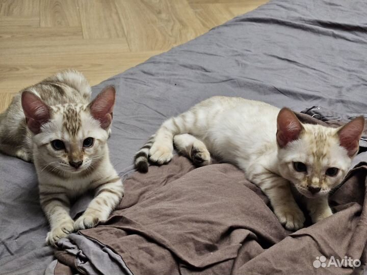 Бенгальские котята
