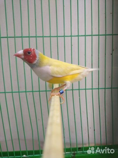 Амадины гульда