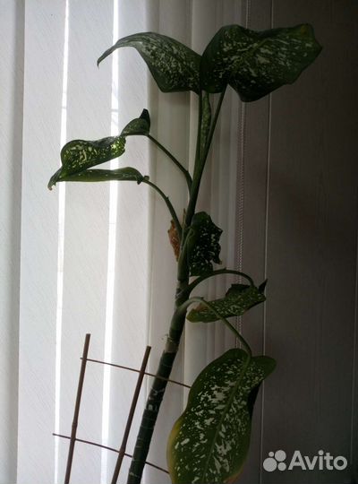 Диффенбахия 2 взрослых растения