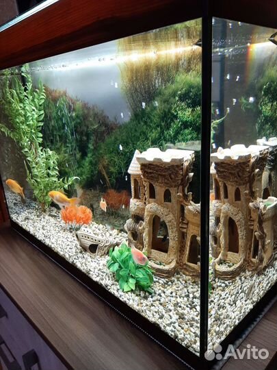Аквариум